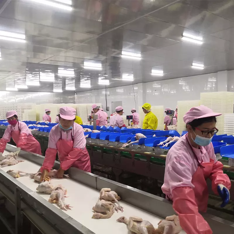 Chicken Slaughtering Equipment